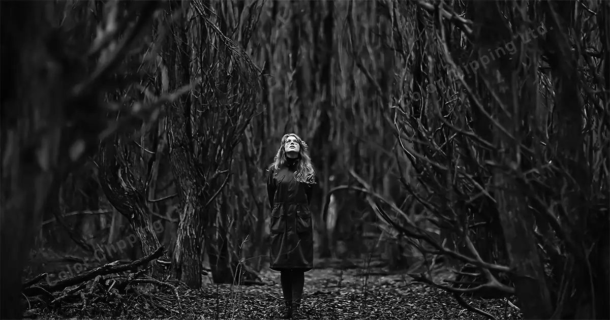 En el bosque por la noche